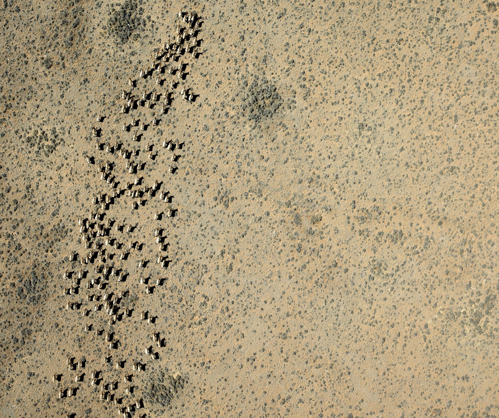 Aerial imagery of an elk herd on the move