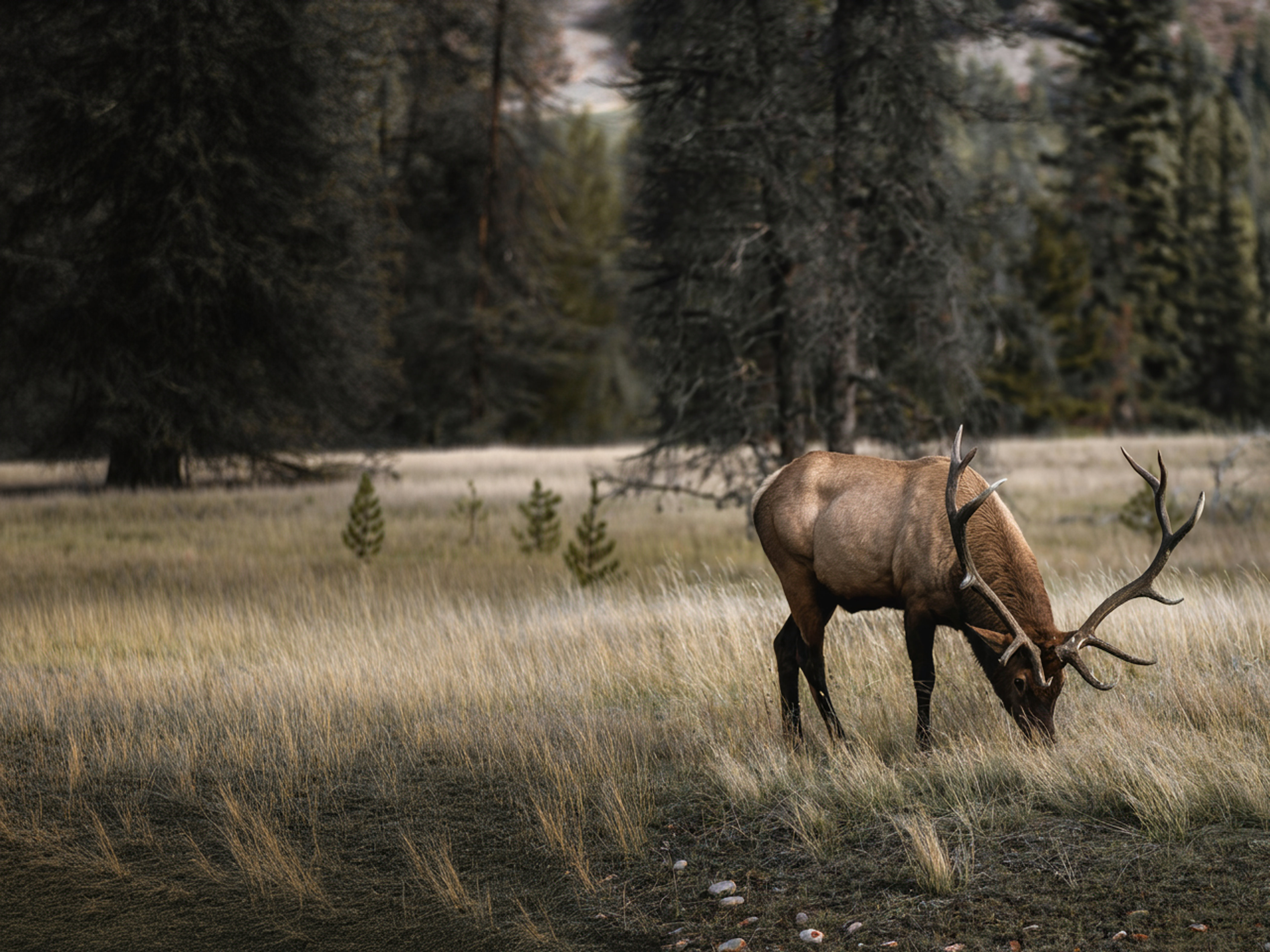 Elk grazing in natural grassland habitat