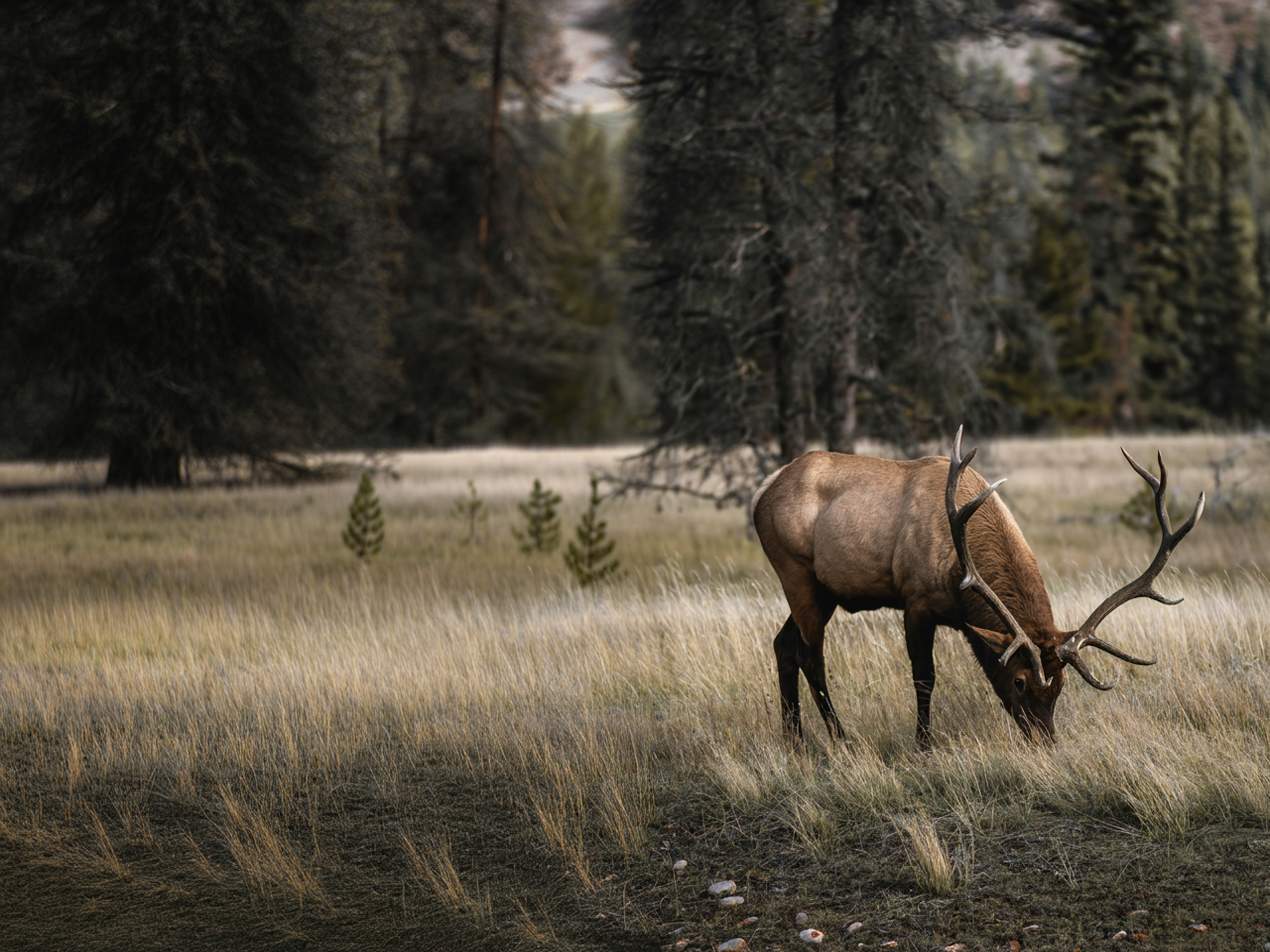 Elk grazing in natural grassland habitat
