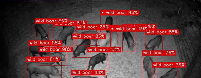 Feral hogs detected with bounding boxes