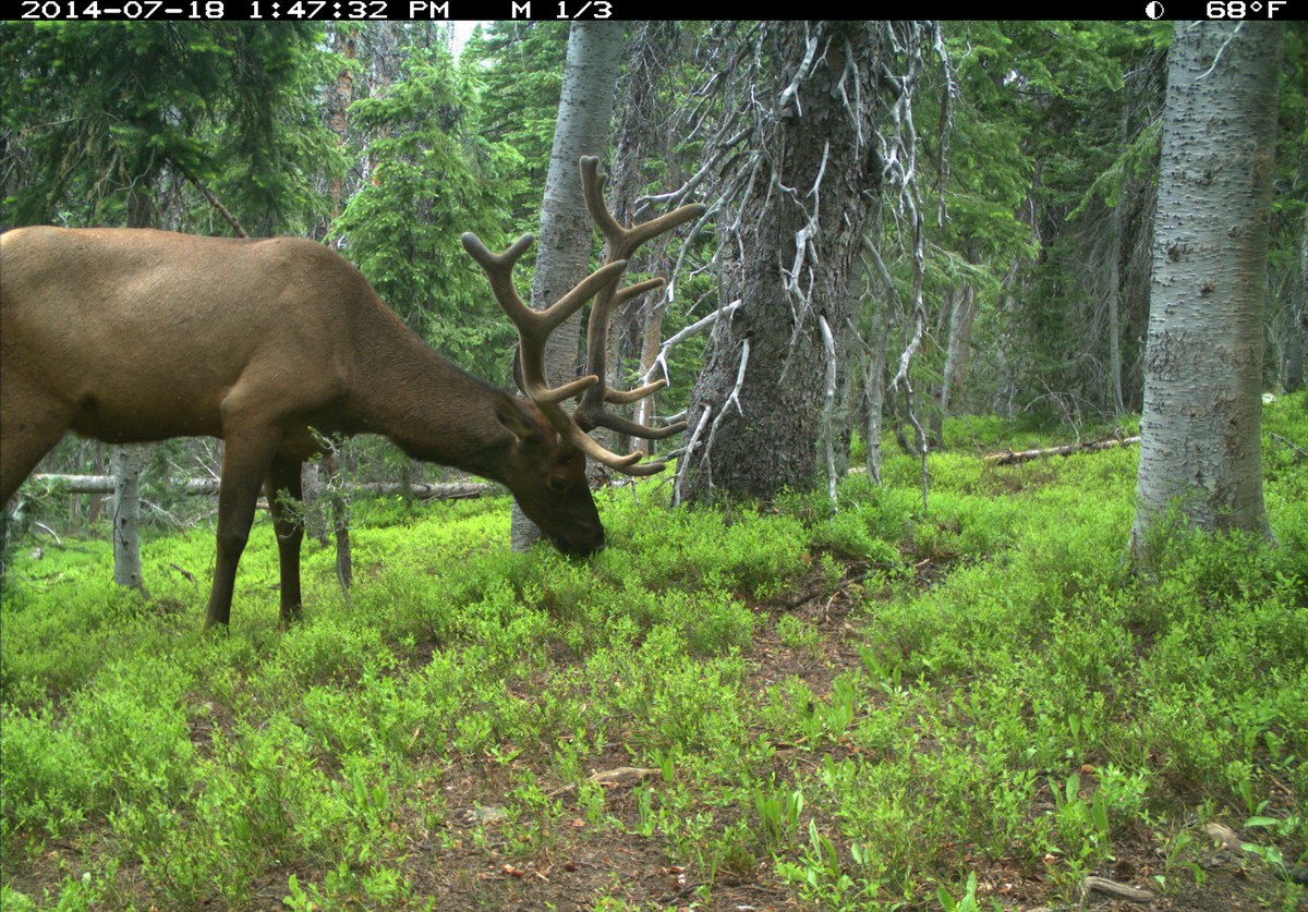 Trail camera night image of a whitetail buck